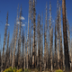 A burned forest near California’s Lassen Peak, an area near some of the sites in the woodpecker study